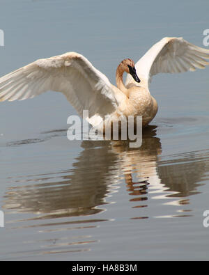 15866477631 usfwsmidwest riflessioni Foto Stock