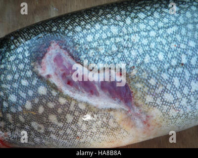 Una trota sul lago Michigan mostra segni di una ferita di lamprea marina, una relazione parassitaria che minaccia le popolazioni ittiche locali. Questa interazione tra le specie influisce sull'equilibrio dell'ecosistema e mette in luce le sfide della gestione della vita acquatica nei parchi nazionali. Foto Stock