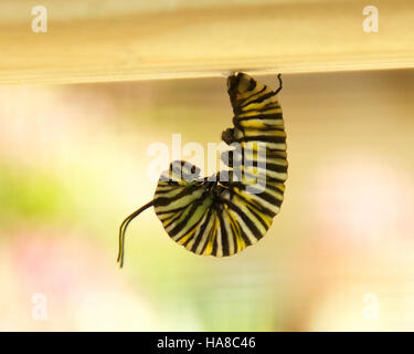 19553644994 usfwsmidwest Monarch Caterpillar in Wisconsin Foto Stock