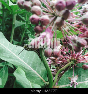 19755715091 usfwsmidwest Monarch Caterpillar in Wisconsin Foto Stock