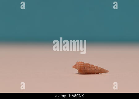 Ripresa macro di un minuscolo guscio conico da una spiaggia di sabbia. Shell è di 6 mm di diametro. Foto Stock
