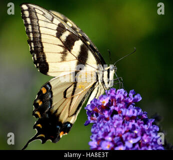 La farfalla Tiger Swallowtail si trova in molti parchi nazionali degli Stati Uniti, noti per i suoi sorprendenti motivi gialli e neri. Questa farfalla svolge un ruolo essenziale nell'impollinazione, a vantaggio degli ecosistemi che essa abita. Foto Stock