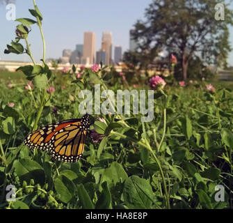 26057872232 usfwsmidwest farfalla monarca in Minneapolis, MN Foto Stock