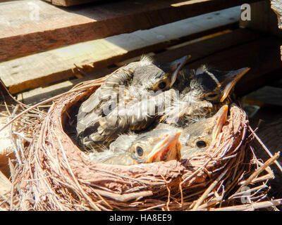 Un nido di Robin americano in un parco nazionale mette in mostra il delicato equilibrio degli ecosistemi. Questa immagine sottolinea l'importanza di proteggere la fauna selvatica e i loro habitat per garantire specie sane e prospere. Foto Stock