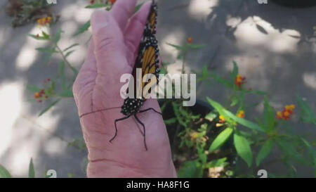 Una farfalla Monarch è avvistata in California, mostrando le sue vivaci ali ali arancioni e nere. Note per il loro lungo viaggio migratorio, le farfalle Monarch sono una specie importante nell'ecosistema della regione. La loro presenza riflette condizioni ambientali sane. Foto Stock