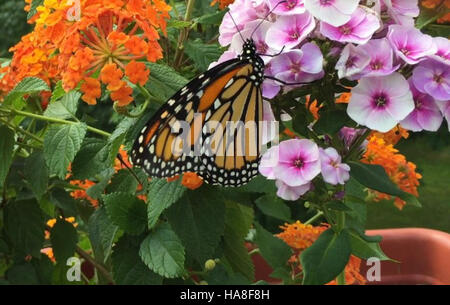 La farfalla Monarch si trova comunemente in Minnesota, in particolare durante i periodi di migrazione. Nota per le sue straordinarie ali arancioni e nere, questa farfalla è una specie chiave nella biodiversità della regione e svolge un ruolo importante nell'impollinazione. Foto Stock