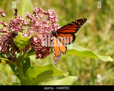 Una farfalla Monarch è visibile in Québec, Canada, con le sue distintive ali ali arancioni e nere. Conosciuto per il suo lungo viaggio migratorio, il monarca svolge un ruolo significativo nell'ecosistema, fungendo da importante impollinatore in Nord America. Foto Stock