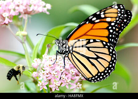 28960994212 usfwsmidwest farfalla monarca e Bumble Bee su Swamp Milkweed Foto Stock