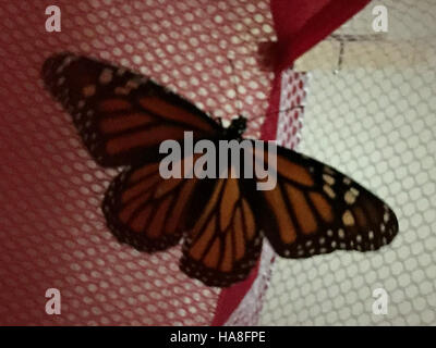 Questa immagine cattura la farfalla Monarch in Minnesota, una specie nota per le sue impressionanti ali ali arancioni e nere. Le farfalle monarca sono famose per il loro lungo viaggio migratorio, viaggiando per migliaia di chilometri verso i terreni svernanti in Messico. Questa fotografia evidenzia la bellezza e l'importanza di questa specie nel sistema ecologico del Nord America. Foto Stock