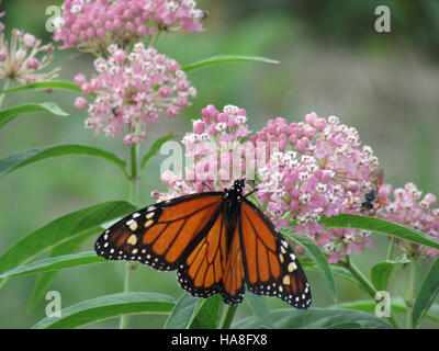 La Monarch Butterfly, catturata in Ohio, è rinomata per il suo viaggio migratorio attraverso il Nord America. Queste farfalle sono un simbolo degli sforzi di conservazione, in quanto affrontano sfide ambientali e la perdita dell'habitat, rendendo la loro protezione un obiettivo importante per la conservazione della fauna selvatica nella regione. Foto Stock