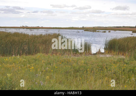 Una fotografia scattata dal servizio ittico e faunistico degli Stati Uniti nel Midwest, che mostra una scena faunistica all'interno di un parco nazionale. L'immagine cattura la bellezza della flora e della fauna della regione, evidenziando gli sforzi di conservazione in corso negli Stati Uniti per proteggere gli habitat naturali e le specie animali. Foto Stock
