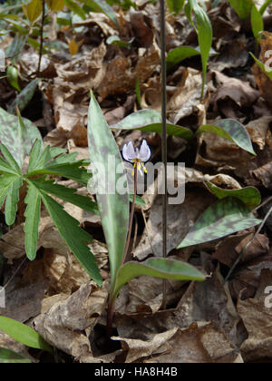Un'indagine sulla popolazione di giglio di trote nane nel Midwest, concentrandosi sugli sforzi di conservazione per questa specie in via di estinzione. Foto Stock