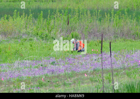 Un'indagine sulle alghe di Fassett viene condotta in un parco nazionale come parte degli sforzi per monitorare e conservare questa specie in via di estinzione. L'indagine è fondamentale per garantire la protezione e la gestione delle popolazioni vegetali native nelle aree protette. Foto Stock