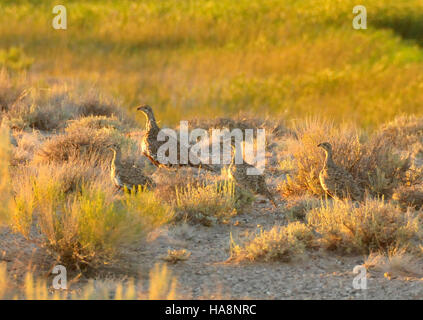 12780878483 usfwsmtnprairie maggiore Sage Grouse gallina e la sua covata su Seedskadee NWR Foto Stock