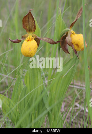 La Yellow Lady's Slipper, una rara orchidea, si trova in alcuni parchi nazionali. Questo fiore unico è noto per la sua forma distintiva e il colore giallo vibrante, contribuendo alla biodiversità in questi ecosistemi. Foto Stock