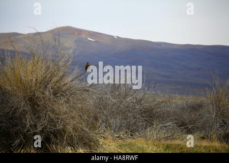 14705303733 usfwsmtnprairie Dark morph di Red-tailed Hawk Foto Stock