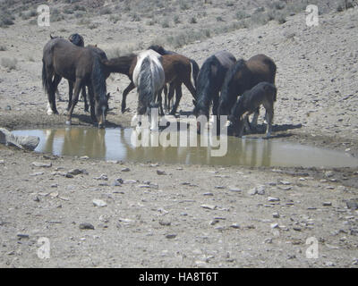 I cavalli selvatici vengono visti bere a Trail Springs, nella Jackson Mountains Herd Management area (HMA) in Nevada. L'area svolge un ruolo fondamentale nel fornire risorse idriche alle popolazioni di equidi selvatici, contribuendo alla loro conservazione e alla salute dell'ecosistema. Foto Stock