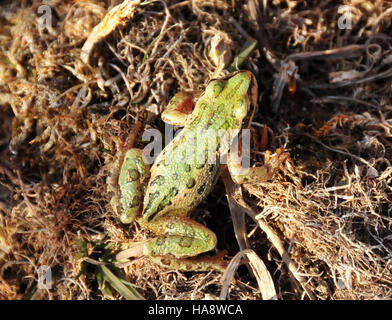 15913671566 usfwsmtnprairie boreale RANA CHORUS (PSEUDACRIS MACULATA) Seedskadee NWR Foto Stock