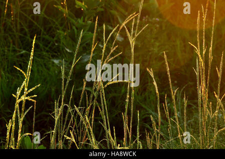 15952575030 usfwsmtnprairie Big Bluestem (Andropogon gerardii) Sabbia Lago di armi di distruzione di massa Foto Stock