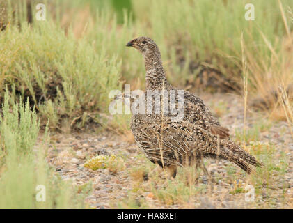 19501596926 usfwsmtnprairie femmina Sage-Grouse maggiore con i giovani sul Seedskadee NWR Foto Stock