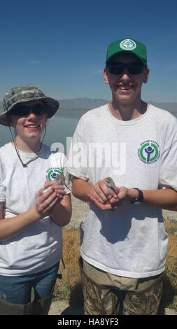 Questa immagine cattura due avoceti americani in un parco nazionale, mostrando le loro caratteristiche distintive. L'Avocet è noto per il suo lungo e rovesciato disegno di legge e il sorprendente piumaggio bianco e nero. L'ambiente del parco mette in evidenza l'habitat naturale della specie e il suo ruolo nella biodiversità locale. Foto Stock