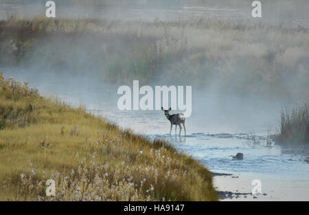 29486081514 usfwsmtnprairie Mule Deer su Seedskadee National Wildlife Refuge Foto Stock