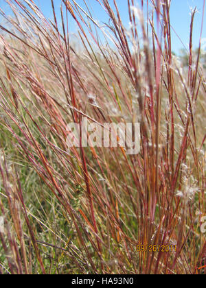 Little Bluestem, una specie erbosa tollerante alla siccità, gioca un ruolo fondamentale negli ecosistemi della prateria fornendo habitat e cibo alla fauna selvatica nei parchi nazionali. Foto Stock