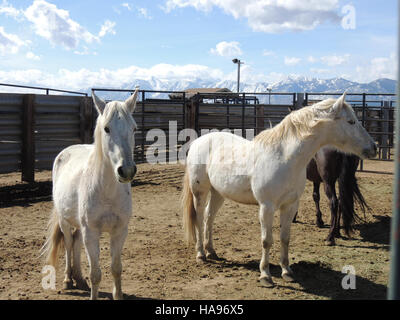 Questa fotografia del Bureau of Land Management (BLM) in Nevada cattura i cavalli selvaggi sulla Deer Run Road, mostrando la bellezza naturale e l'ambiente aspro in cui questi cavalli vagano liberamente nel loro habitat naturale. Foto Stock