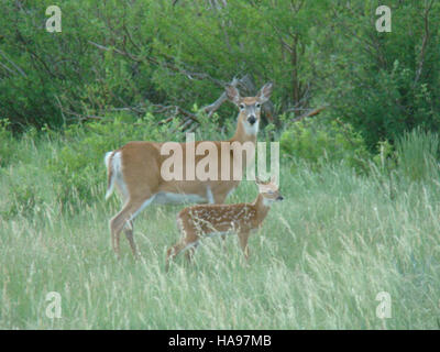 Questa fotografia raffigura un doe dalla coda bianca con il suo pelo, catturato in un ambiente naturale. L'immagine mostra il legame tra madre e prole in natura, sottolineando la bellezza della fauna selvatica e della natura. Foto Stock