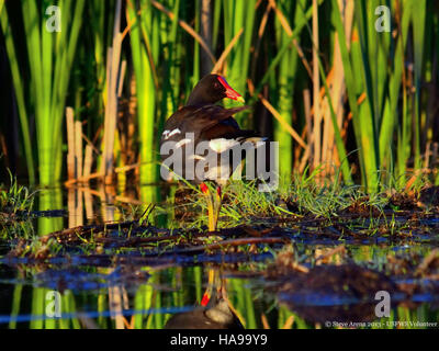 18384905242 usfwsnortheast adulto pollo sultano comune (Gallinula galeata) Foto Stock