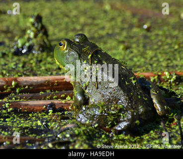 7164441192 usfwsnortheast American Bullfrog (Rana catesbeiana) piscina superiore Marshbird sondaggio, 05 maggio 2012 Foto Stock