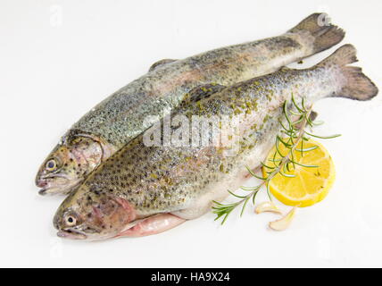 Non cotta condita trota su sfondo bianco con limone e rosmarino Foto Stock