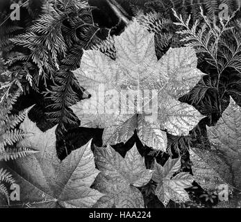 Il progetto murale di Ansel Adams, creato tra il 1941 e il 1942, cattura la grandezza dei parchi nazionali, mostrando l'iconica fotografia in bianco e nero di Adams. Questo progetto mette in risalto la bellezza paesaggistica e la storia naturale dei Parchi nazionali degli Stati Uniti. Foto Stock