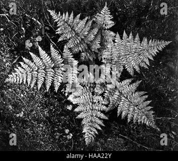 Il progetto murale di Ansel Adams, creato tra il 1941 e il 1942, cattura paesaggi iconici all'interno dei parchi nazionali degli Stati Uniti, sottolineando la bellezza dei luoghi naturali e la loro importanza per la conservazione ambientale. Foto Stock