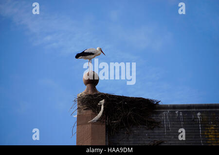 Weissstorch Ciconia ciconia nel nido sul tetto della chiesa, Munster, Alasace, Francia Foto Stock