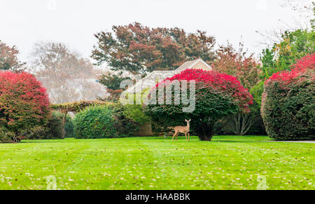 Un cervo in piedi in un bellissimo cortile mantenuto in East Hampton, NY Foto Stock