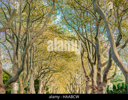 Una strada residenziale con enormi alberi su entrambi i lati Foto Stock