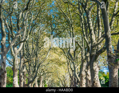 Una strada residenziale con enormi alberi su entrambi i lati Foto Stock