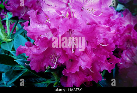 Bella bougainvillea fiori viola in giardino Foto Stock