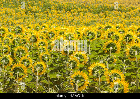 Girasoli sul plateau de Valensole in Provenza, Francia. Foto Stock