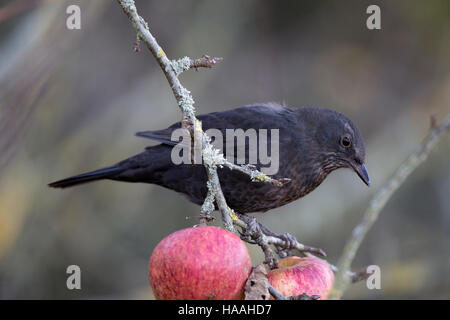 Merlo (Turdus merula) alimentazione su un albero di mele Foto Stock