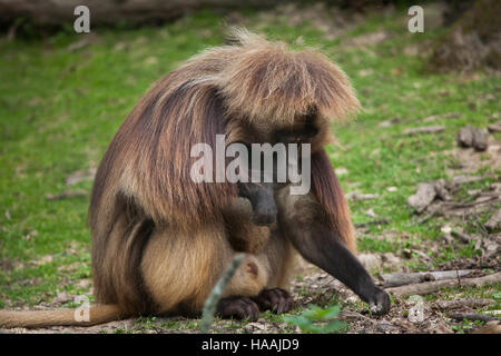 Babbuino Gelada (Theropithecus gelada), noto anche come lo spurgo-cuore scimmia. Foto Stock