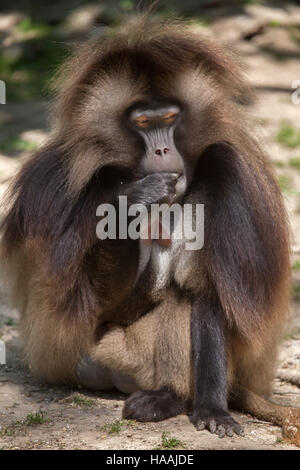 Babbuino Gelada (Theropithecus gelada), noto anche come lo spurgo-cuore scimmia. Foto Stock