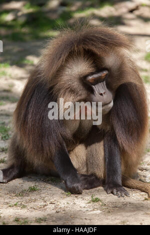 Babbuino Gelada (Theropithecus gelada), noto anche come lo spurgo-cuore scimmia. Foto Stock