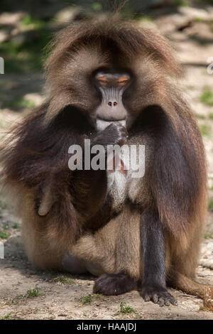 Babbuino Gelada (Theropithecus gelada), noto anche come lo spurgo-cuore scimmia. Foto Stock