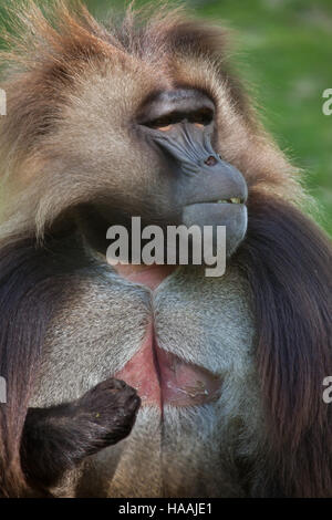 Babbuino Gelada (Theropithecus gelada), noto anche come lo spurgo-cuore scimmia. Foto Stock