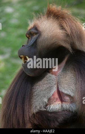 Babbuino Gelada (Theropithecus gelada), noto anche come lo spurgo-cuore scimmia. Foto Stock