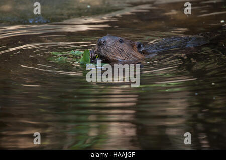 North American beaver (Castor canadensis), noto anche come il canadese beaver. Foto Stock