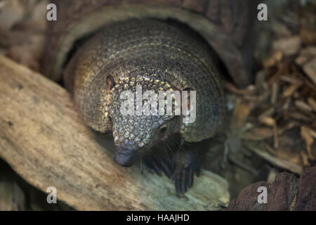 Big hairy armadillo (Chaetophractus villosus), noto anche come il grande hairy armadillo. Foto Stock