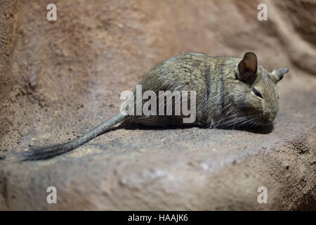 Degu (Octodon degus). La fauna animale. Foto Stock